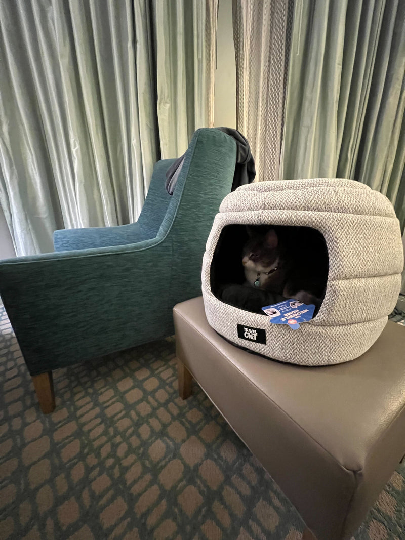 The Ultimate List of Cat-Friendly Hotels in the U.S. - More Than Just Pet-Friendly