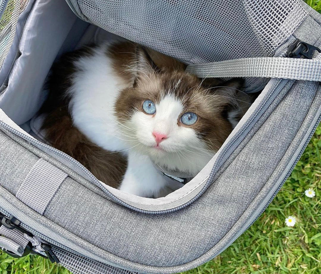 Travel Cat Tuesday: Meet Alfredo, the Sunshine-Loving Rescue Kitty
