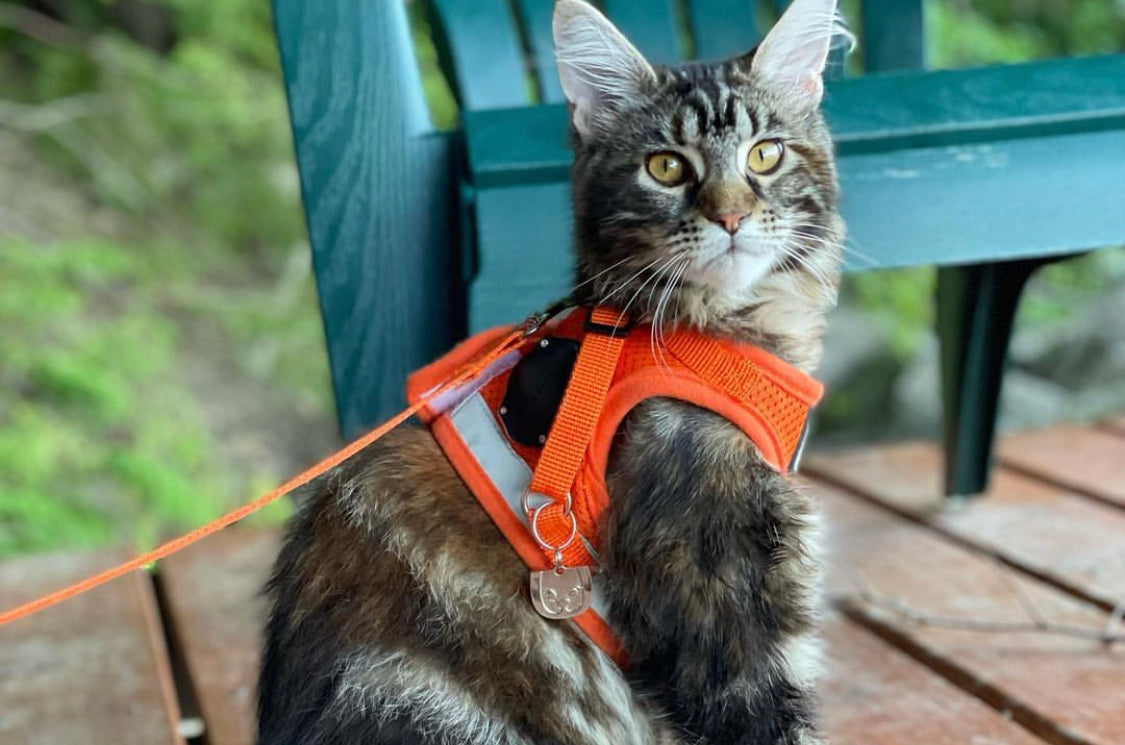 Travel Cat Tuesday: Meet Wilhelmina George, the Hiking & Nap-Loving Adventure Kitty