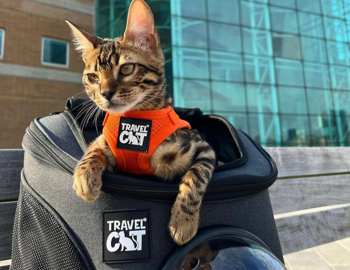 Travel Cat Tuesday: Meet Toni, the Witty & Pretty New Jersey Cat