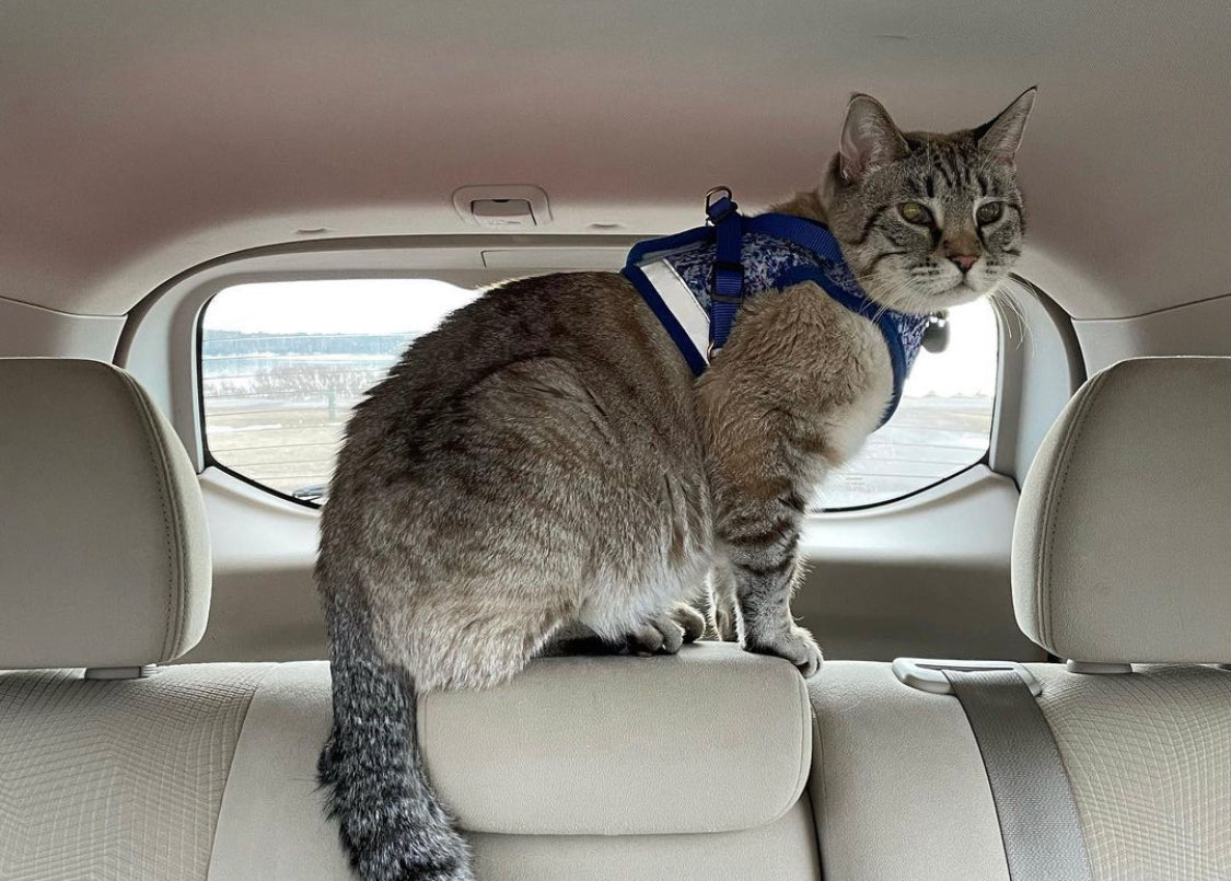 Travel Cat Tuesday: Snowflake's Marvelous Trips 🐱