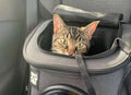 Travel Cat Tuesday: Meet Lily & Leo, the Best Tabby Sibs