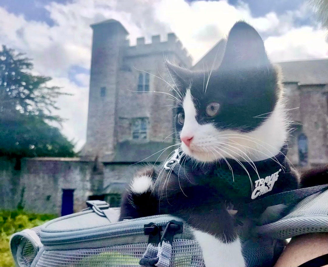 Travel Cat Tuesday: Meet Arnold and Orpheus, Adventure Cats from Great Britain