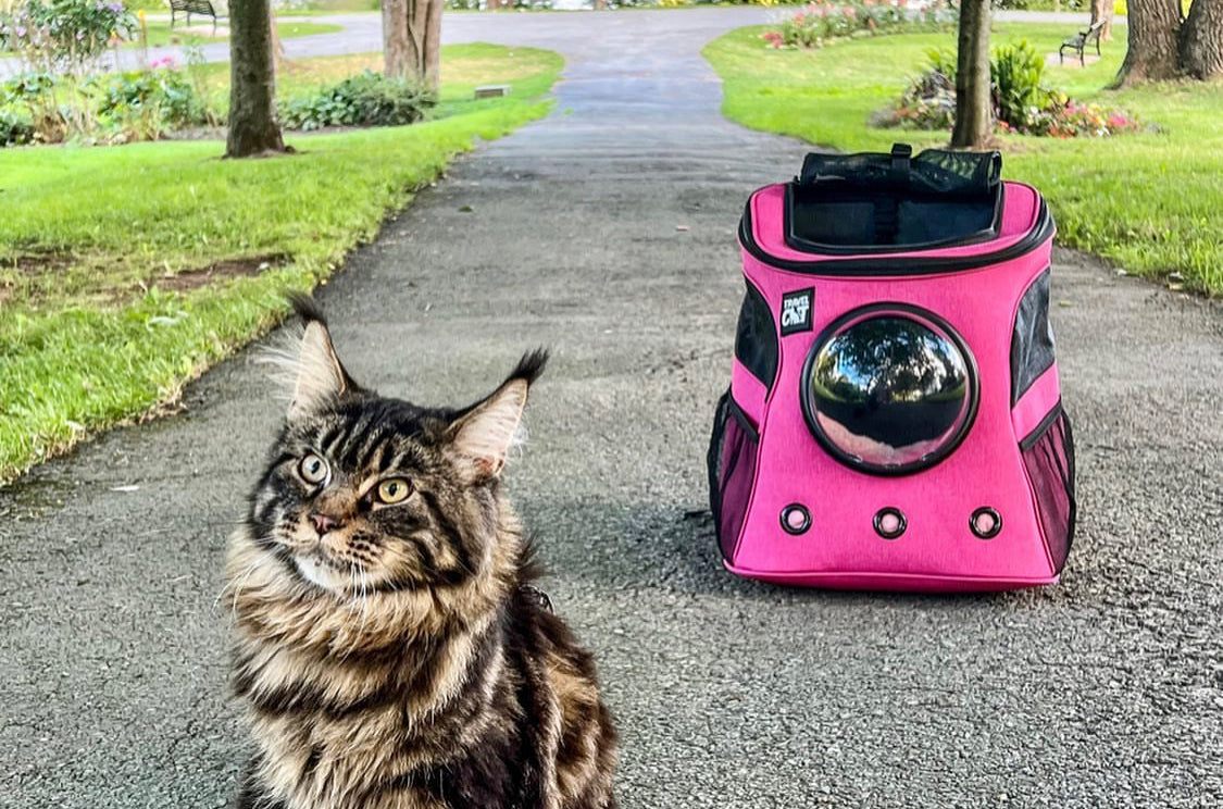 Travel Cat Tuesday: Willow Grace is Pretty in Pink