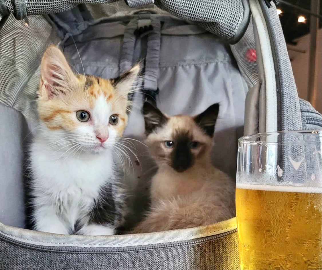 Travel Cat Tuesday: Four Kitties, Fosters, and Brewery Adventures