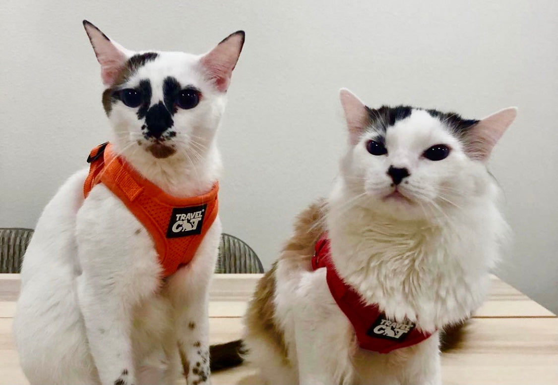 Travel Cat Tuesday: Appa and Momo, Twins for the Win
