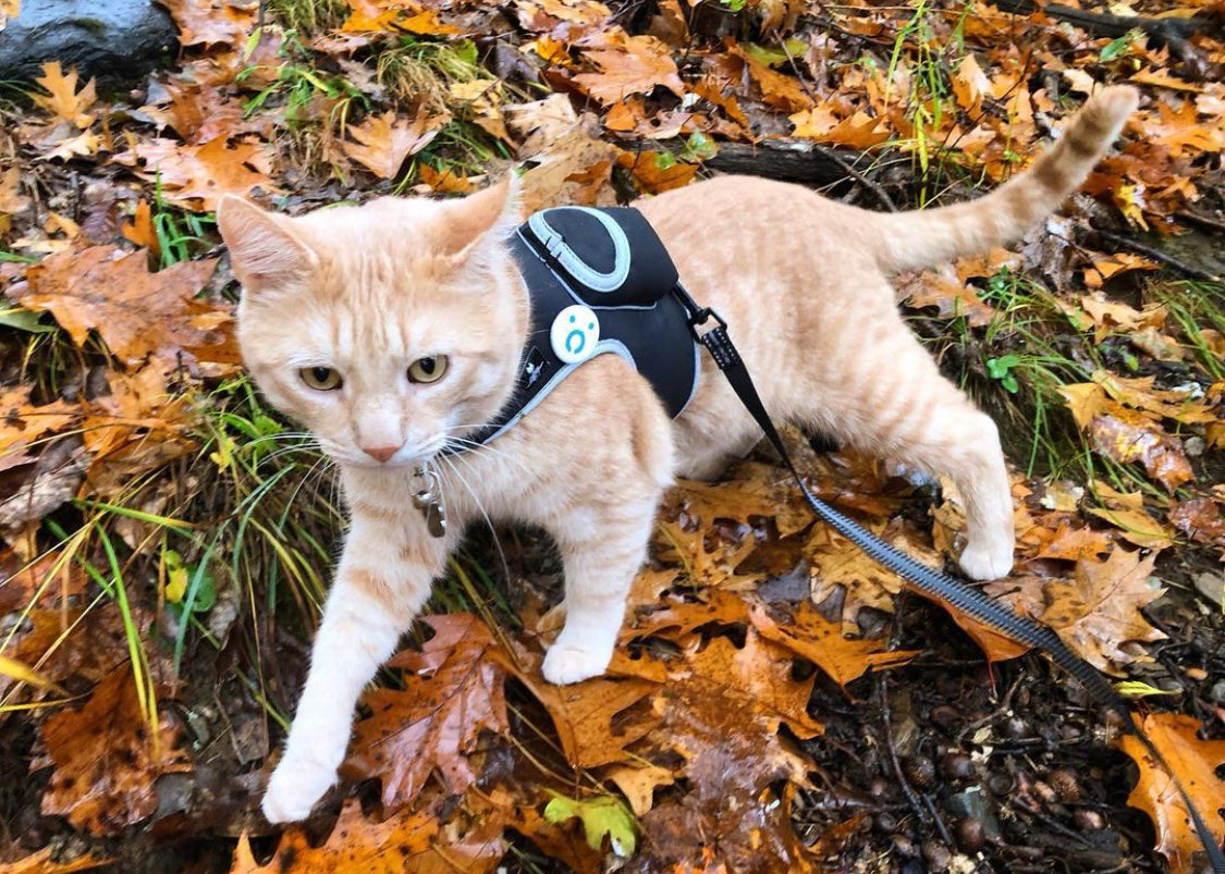 Travel Cat Tuesday: Sir Moose the IRL Game Cat