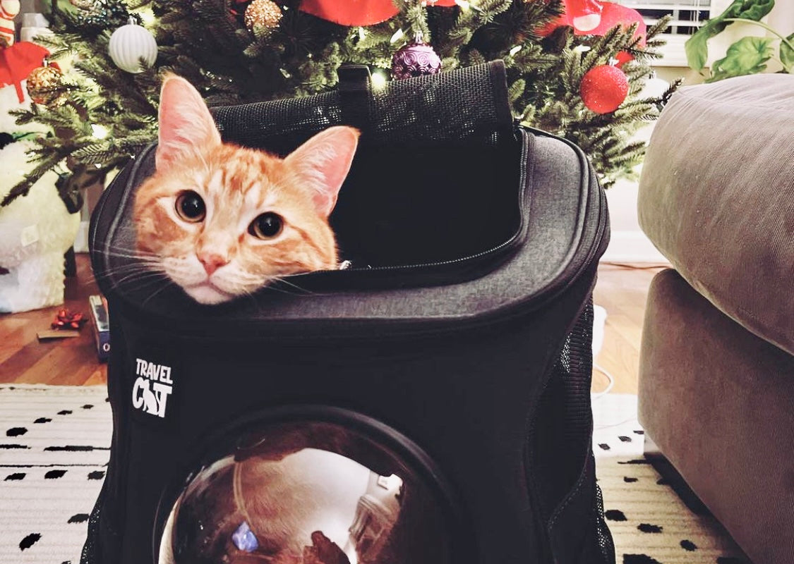 Travel Cat Tuesday: Dwight, the Fiery Orange Tabby