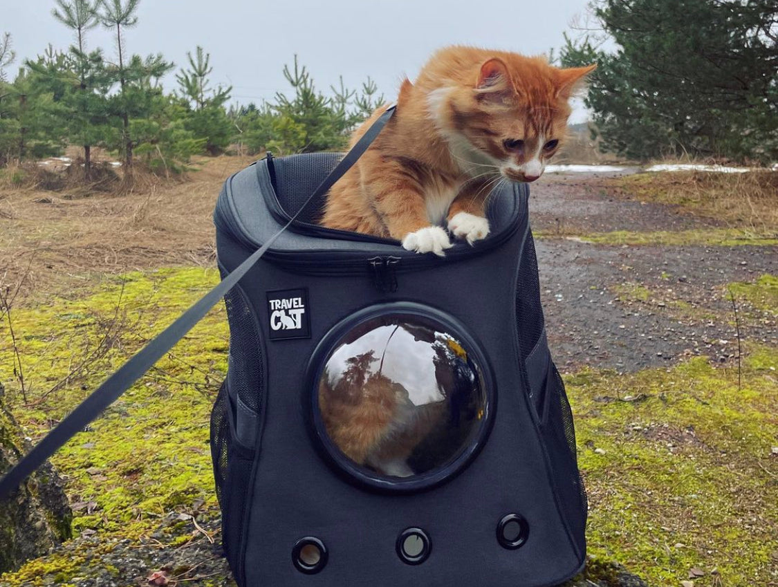 Travel Cat Tuesday: Meet the Pawesome Dricalas from Lithuania
