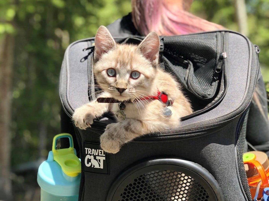 33  Adorable Kitties in Cat Backpacks Show Us How Adventuring is Really Done