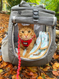 How to Help Your Cat Love Their Backpack or Carrier