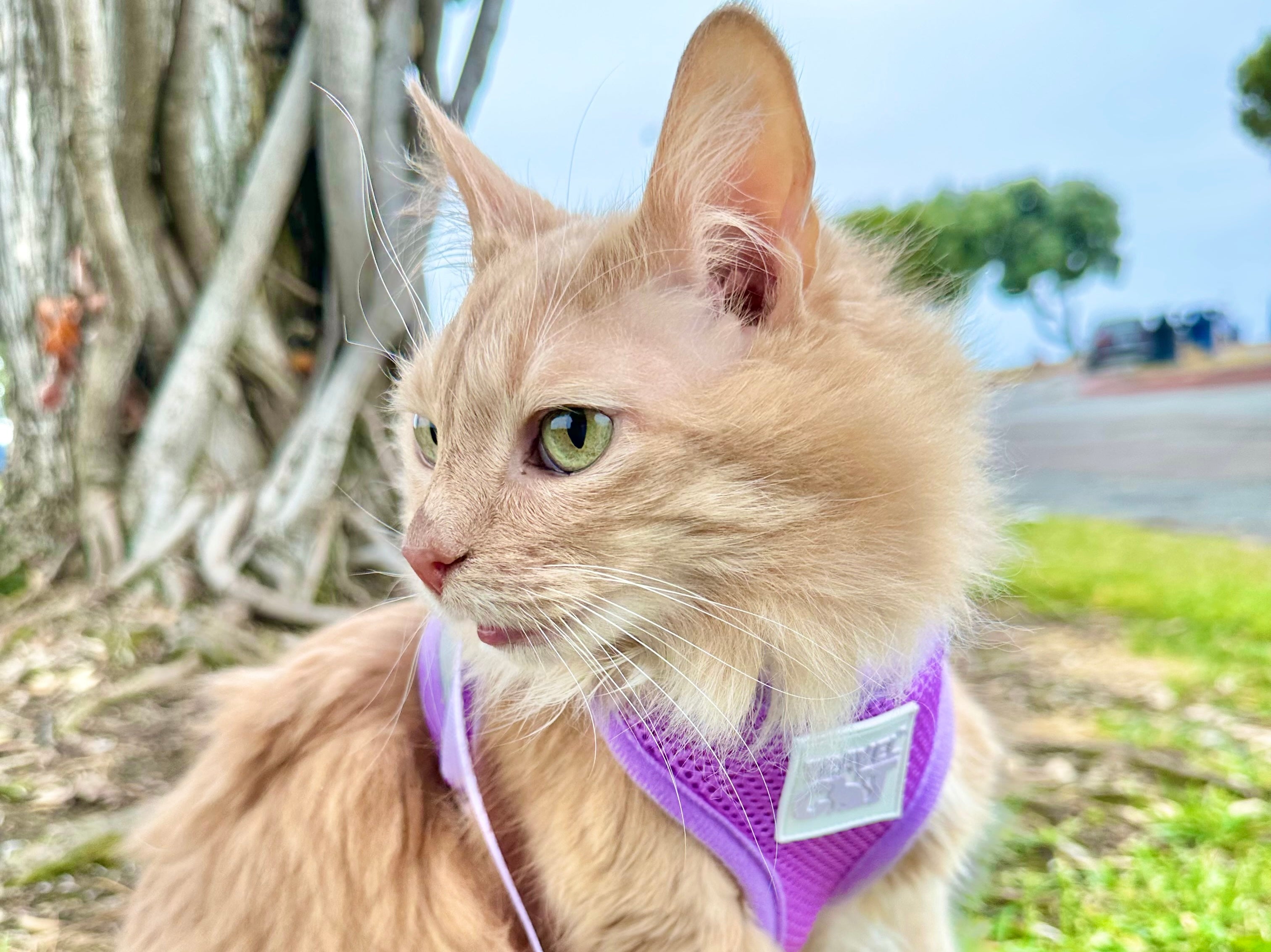 Travel Cat Tuesday: Meet Maiya, Princess of Style