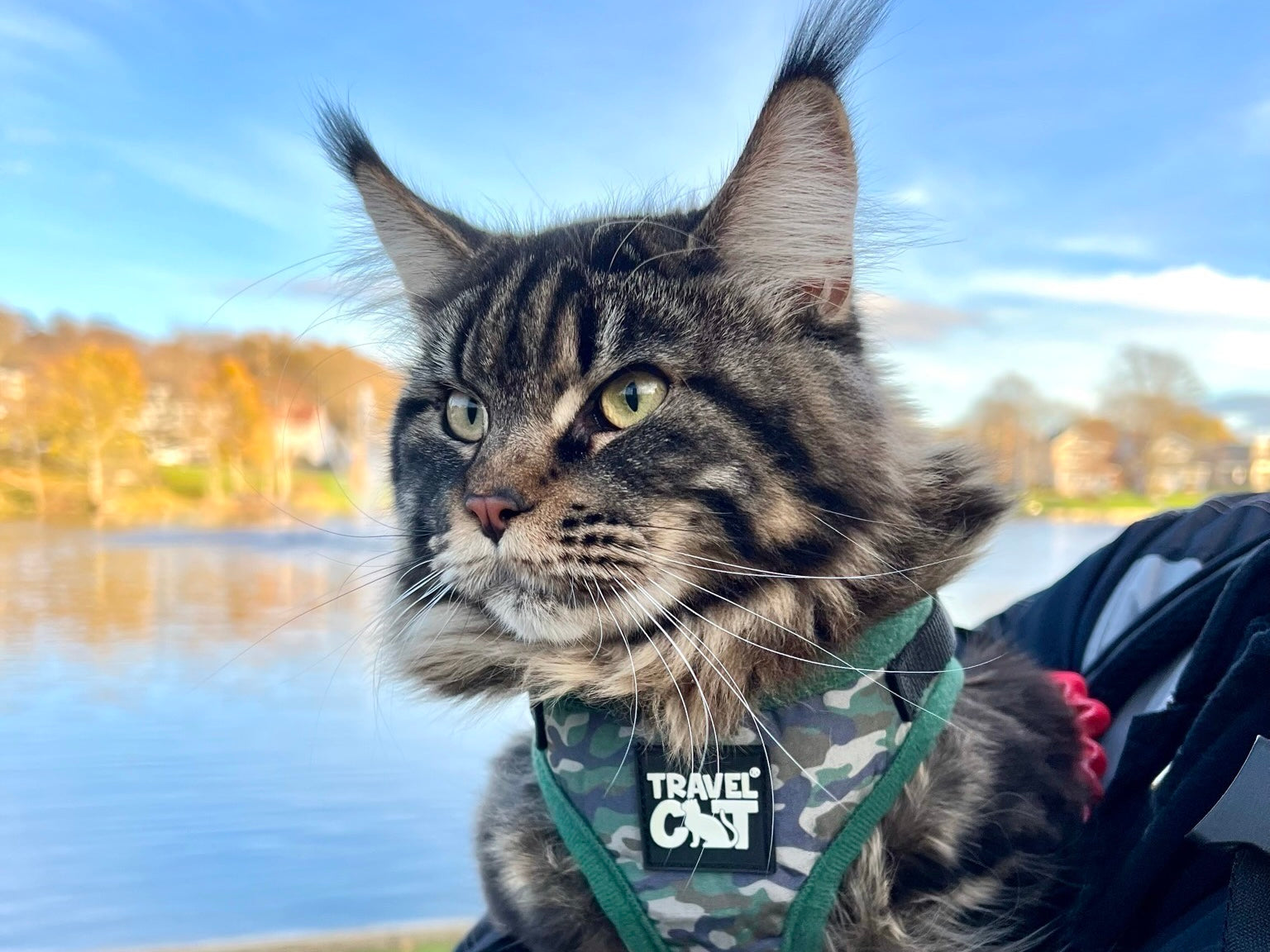 IV. Best Maine Coon Harnesses on the Market