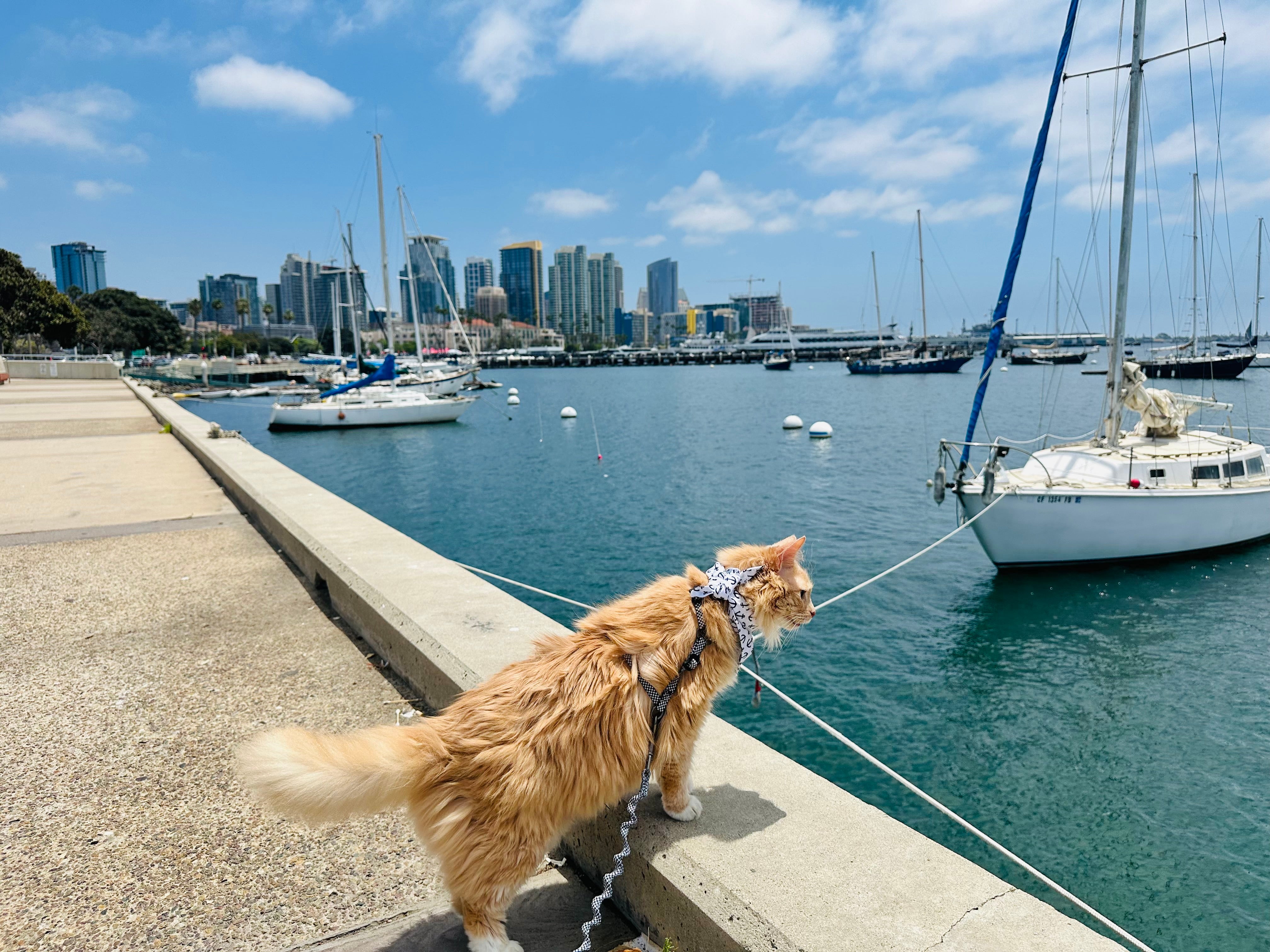 How to Train Your Cat for Water Sports like Paddleboarding & Kayaking!