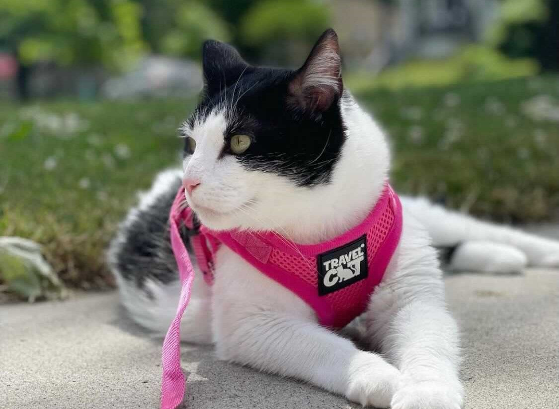 Travel Cat Tuesday: Meet Rosie, the Fashion-Forward Kitty
