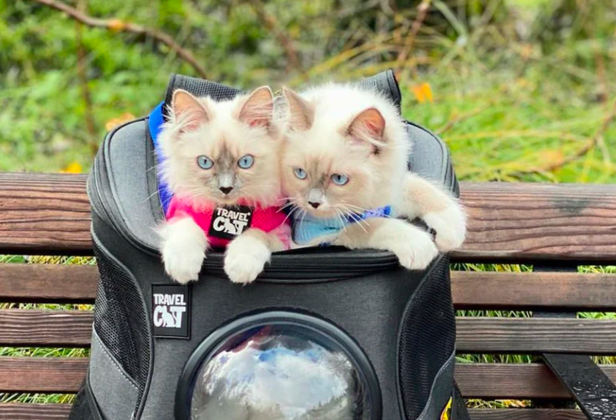 How to Introduce Your Cats to Eachother