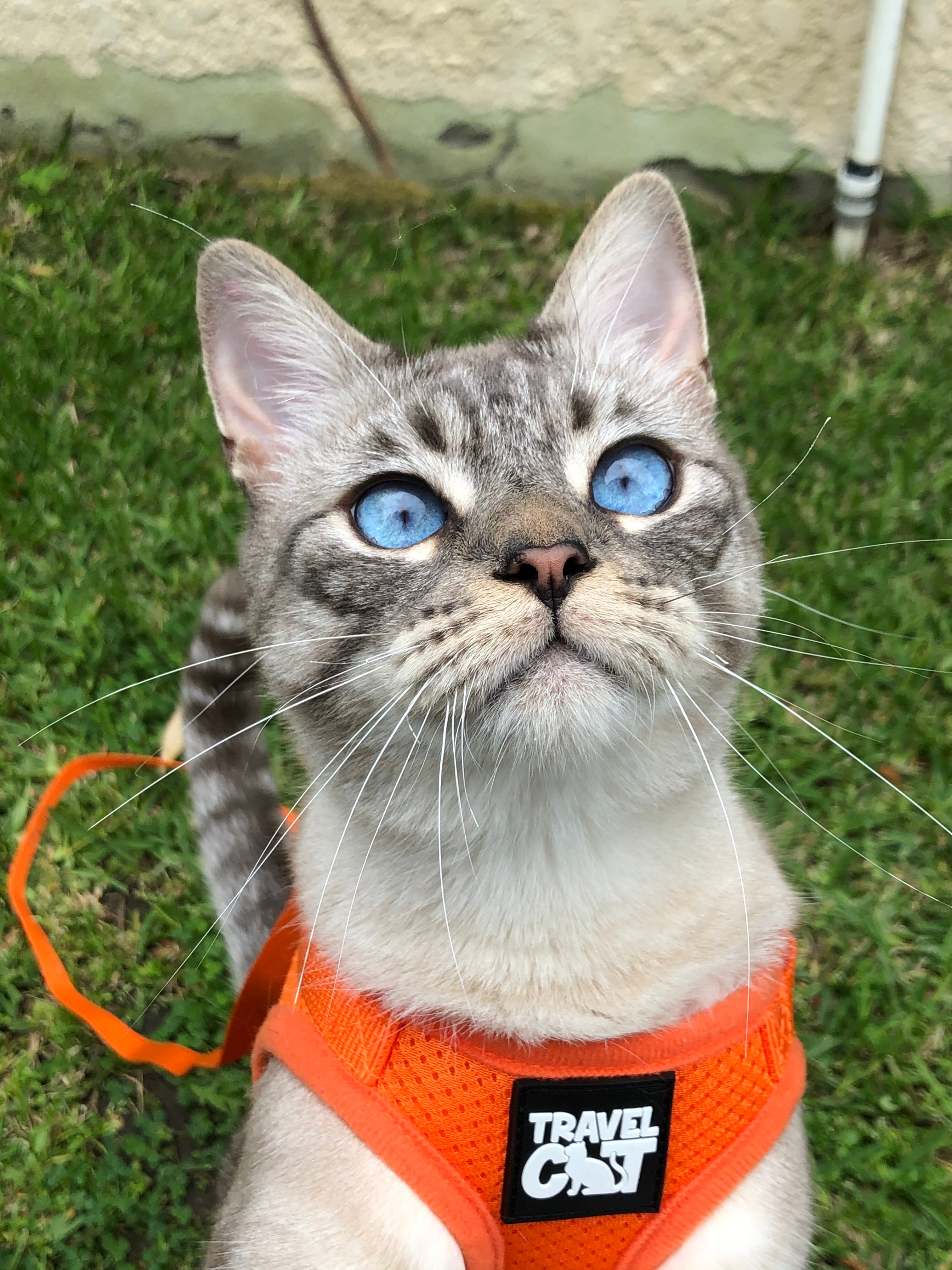 How to Put on a Cat Harness the Right Way