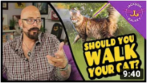 Should You Walk Your Cat? Jackson Galaxy Shares Harness Training Tips.