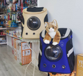 The Best Cat-Focused Stores for Your Feline Friends' Needs