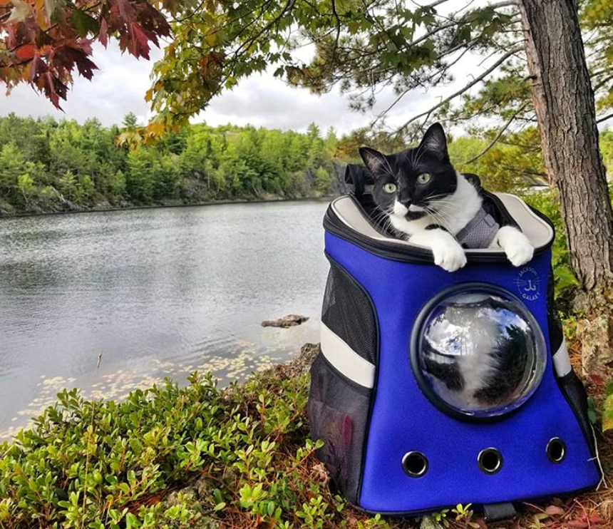 Travel Cat Tuesday: Adopted Tuxedo Cat from Michigan