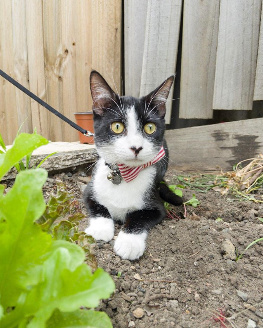 Catstomer Adoption Stories: Danielle, Thomas, and Pepito