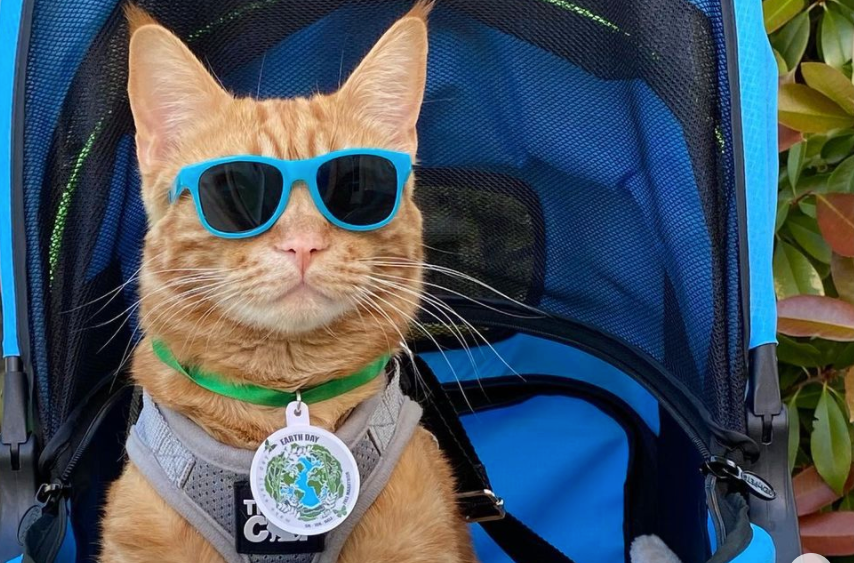 Travel Cat Tuesday: Meet Tiger JoJo, the 5K-Running Cat