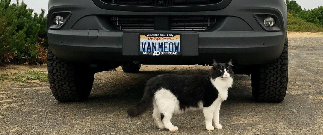Travel Cat Tuesdsay: Maverick the Van Road Trip Cat