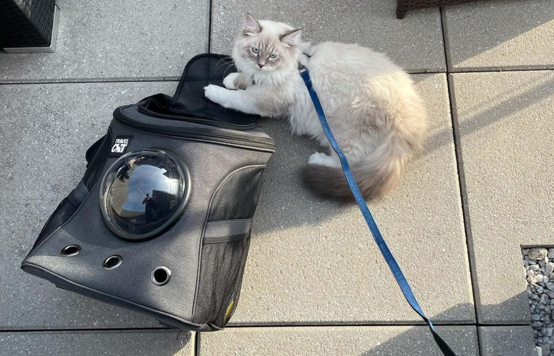 The Fat Cat Backpack for Larger Cats