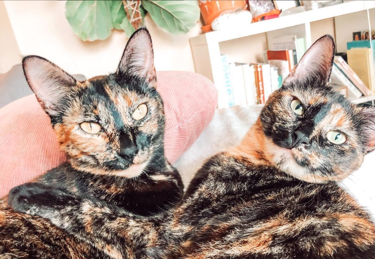 Travel Cat Tuesday: The Cutest Cat Family who Fosters, TNR, and Transports