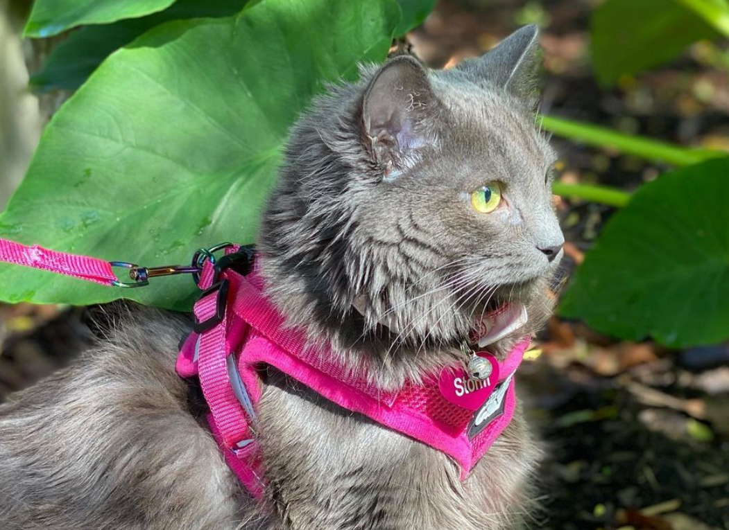 The Purrfectly Pink Cat Harness
