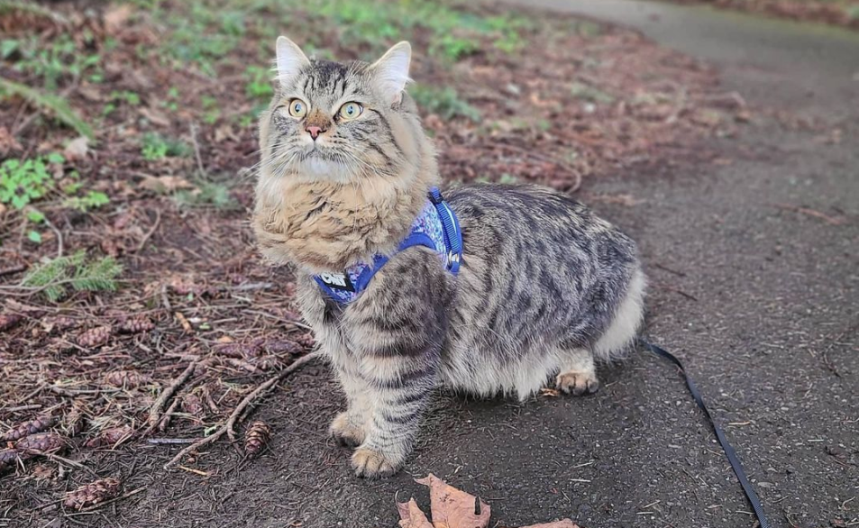 Travel Cat Tuesday: Meet Ash, the Expert Hiking Cat from WA