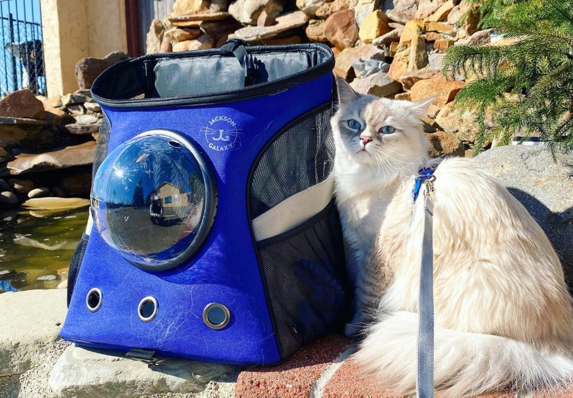 Travel Cat Tuesday: Bowie the Superstar Kitty from California