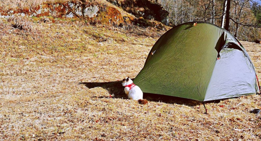 Travel Cat Tuesday: Camping Cats Kassie & Rasputin from Norway