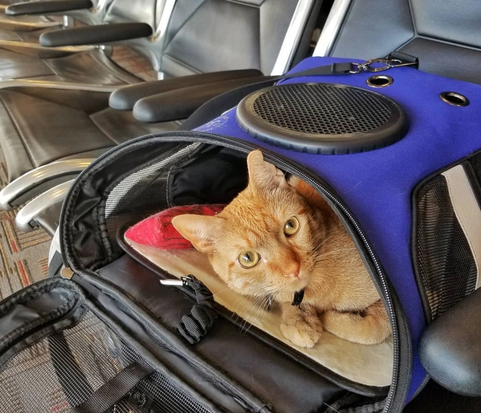Travel Cat Tuesday: Meet Rajah, the World Traveling Kitty