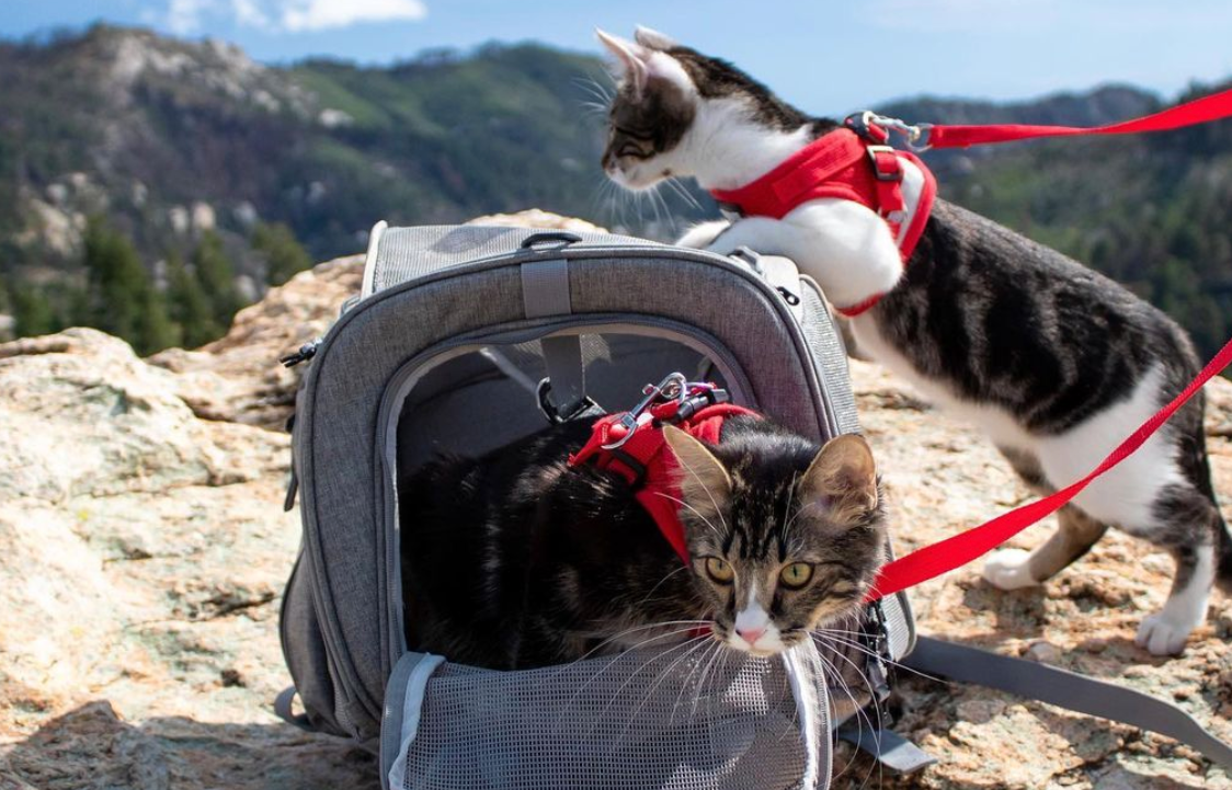 Travel Cat Tuesday: Mountain Climbing Cats from Arizona