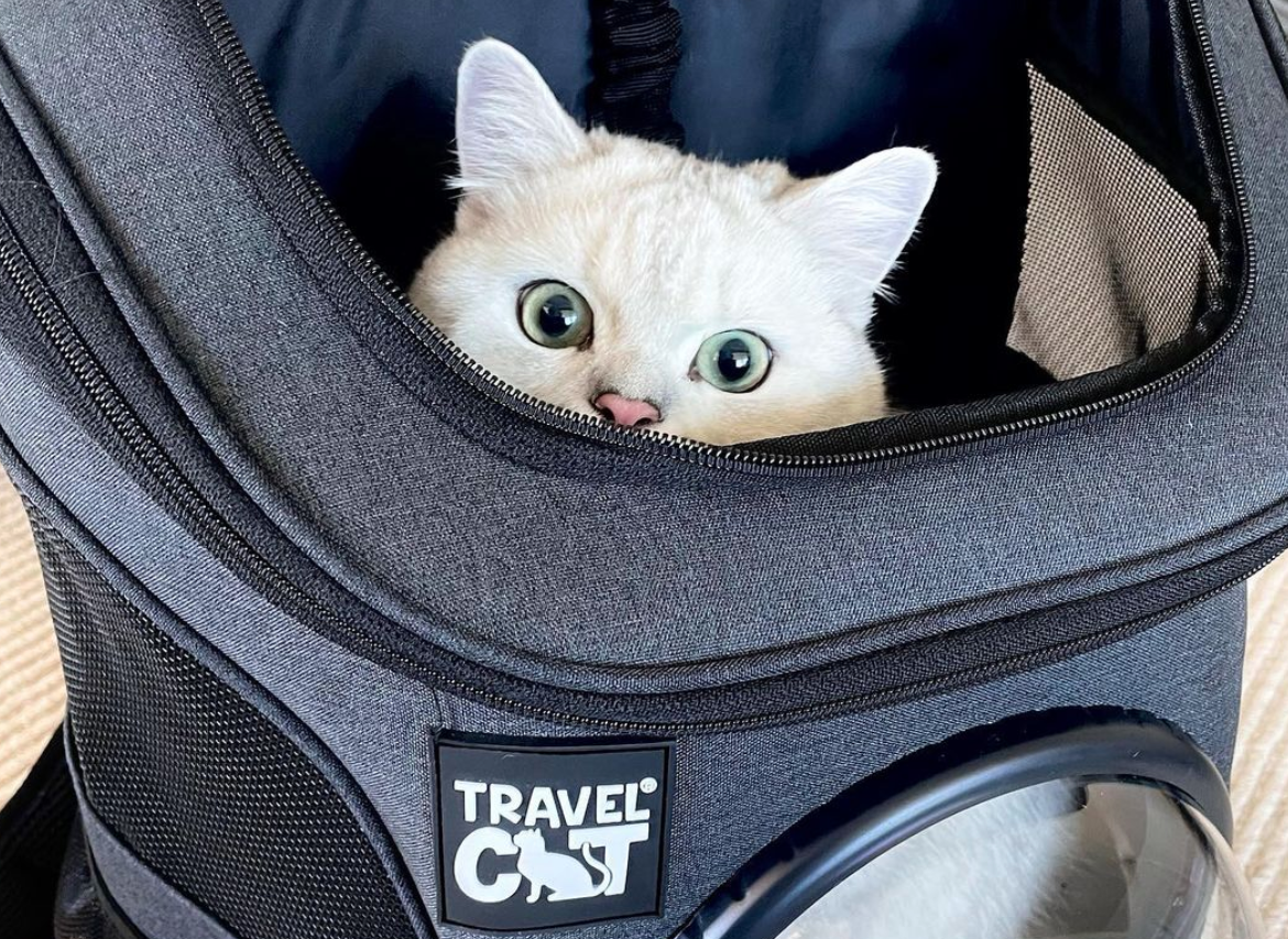 Travel Cat Tuesday: Beach - Loving Kitty from Australia