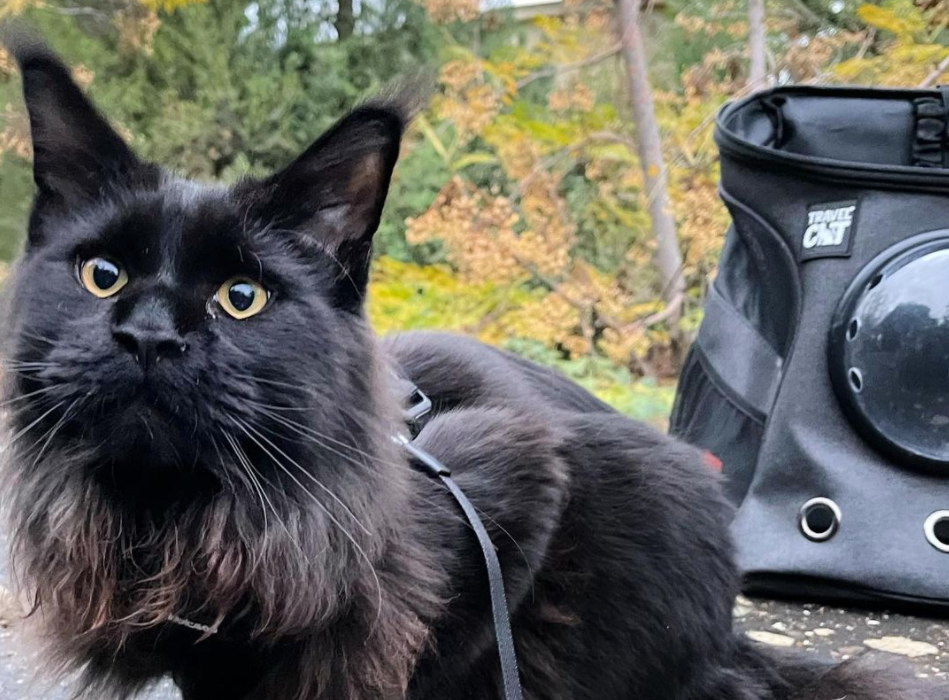 Cats Hiking with Their Humans on National Hiking Day
