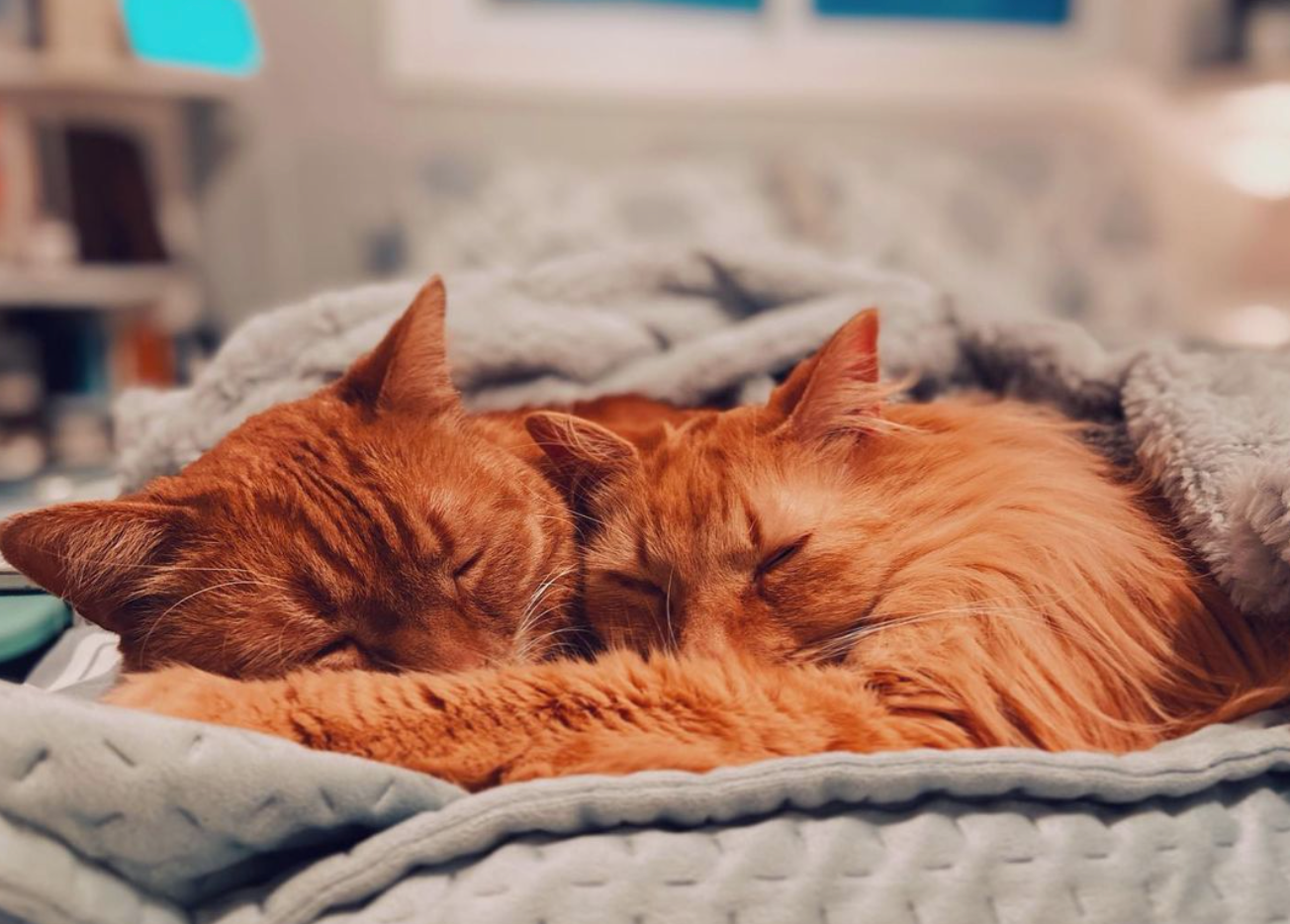 Travel Cat Tuesday: Snuggly Ginger Kitty Besties Simba & Boots