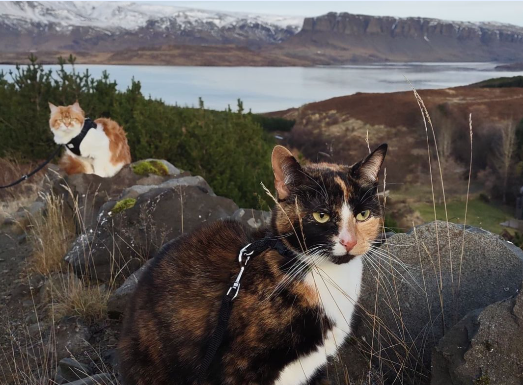 Travel Cat Tuesday: Yuki & Pazu, Snowstruck Kitties from Iceland