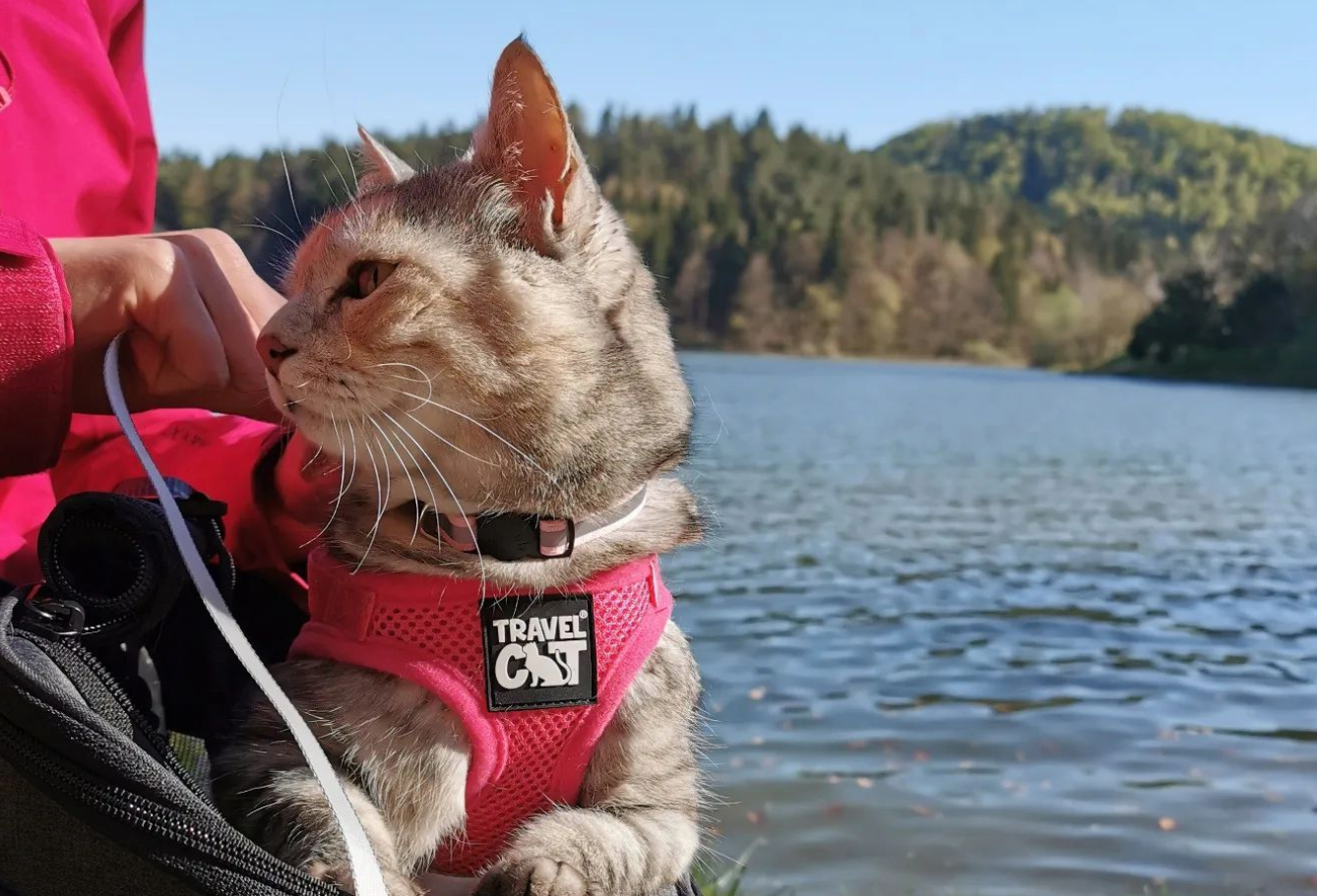 Travel Cat Tuesday: Meet Peanut, the Fearless Adventure Queen from Slovenia