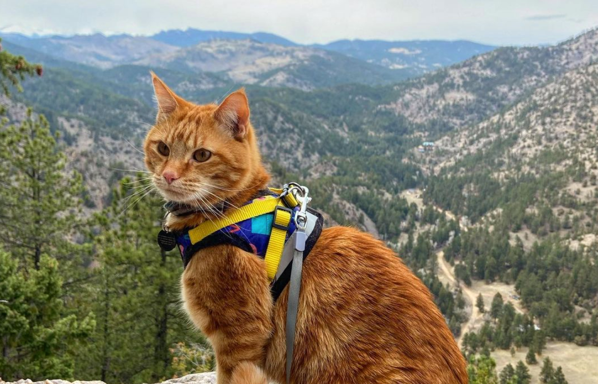 Travel Cat Tuesday: Meet Finn, the Colorado Mountain-Climbing Kitty