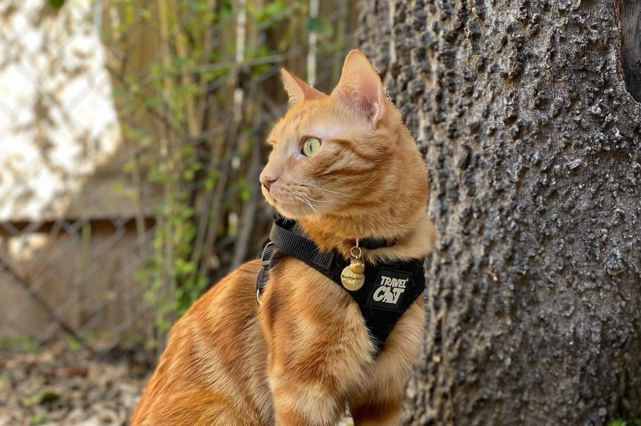 Travel Cat Tuesday: Heathcliff, the Charming Shorthair From Texas