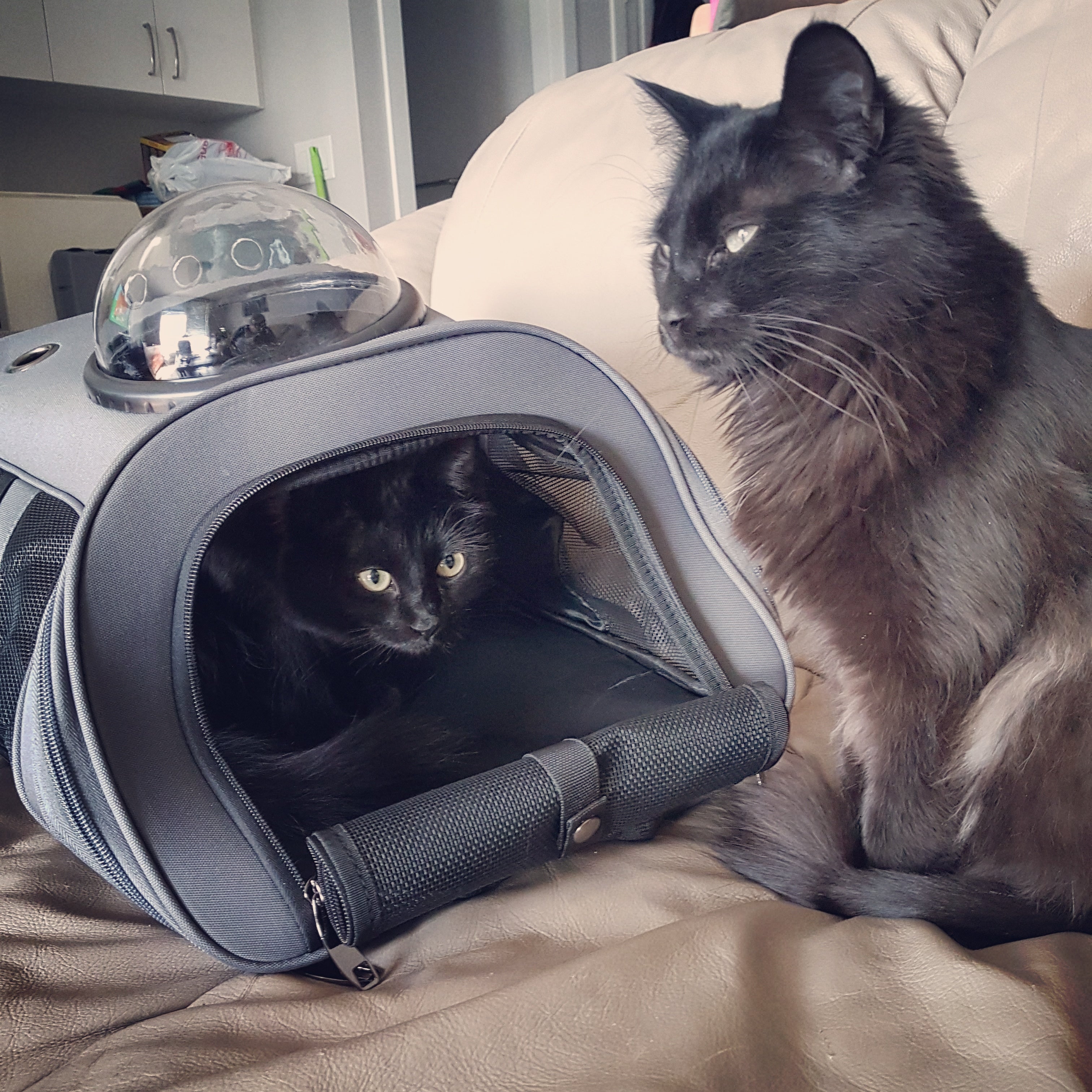 Squeaky and Mr. Nutter Butters: Your Cat Backpack Featured Feline