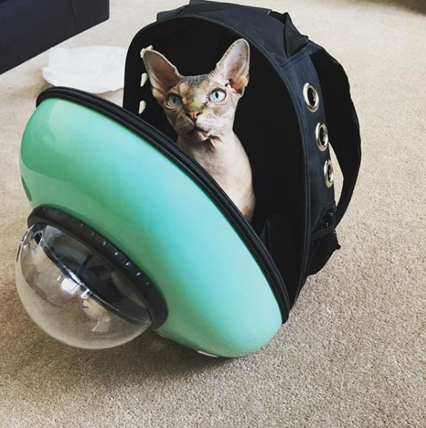 Sphynx, Maine Coons, Rag Dolls, Persians, Bengals, Siamese Cats, and More Adventure Cat Breeds in Cat Backpacks