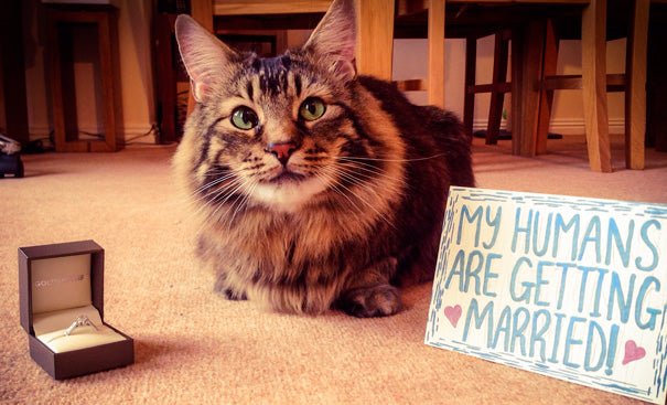 11 Purr-fect Ways To Incorporate Your Cat Into Your Wedding