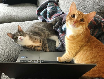 Travel Cat Tuesday: Andie & Wilfie - the Kitties Behind Travel Cat