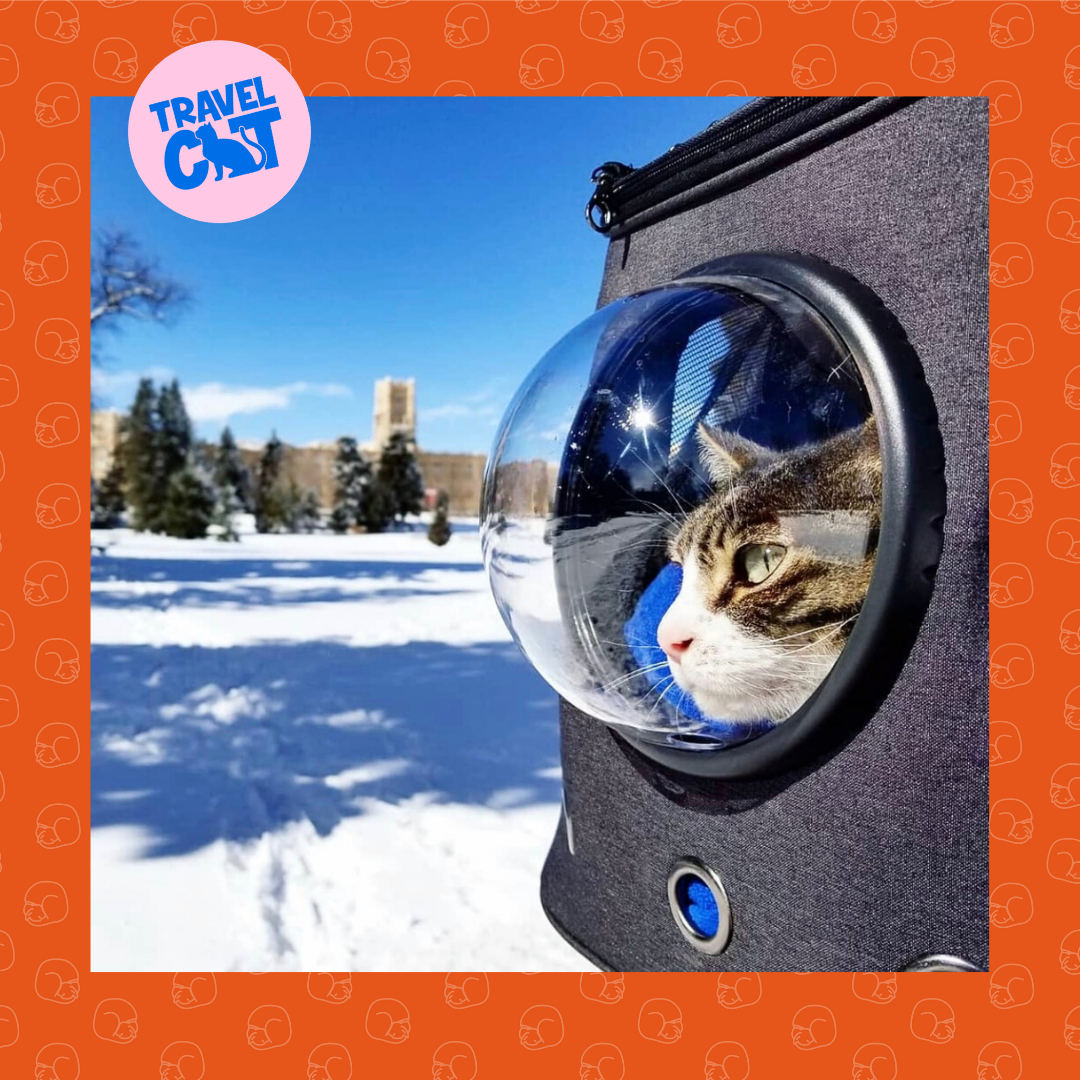 Catstomer Feature: Colorado Travel Cats Living Their Best Lives