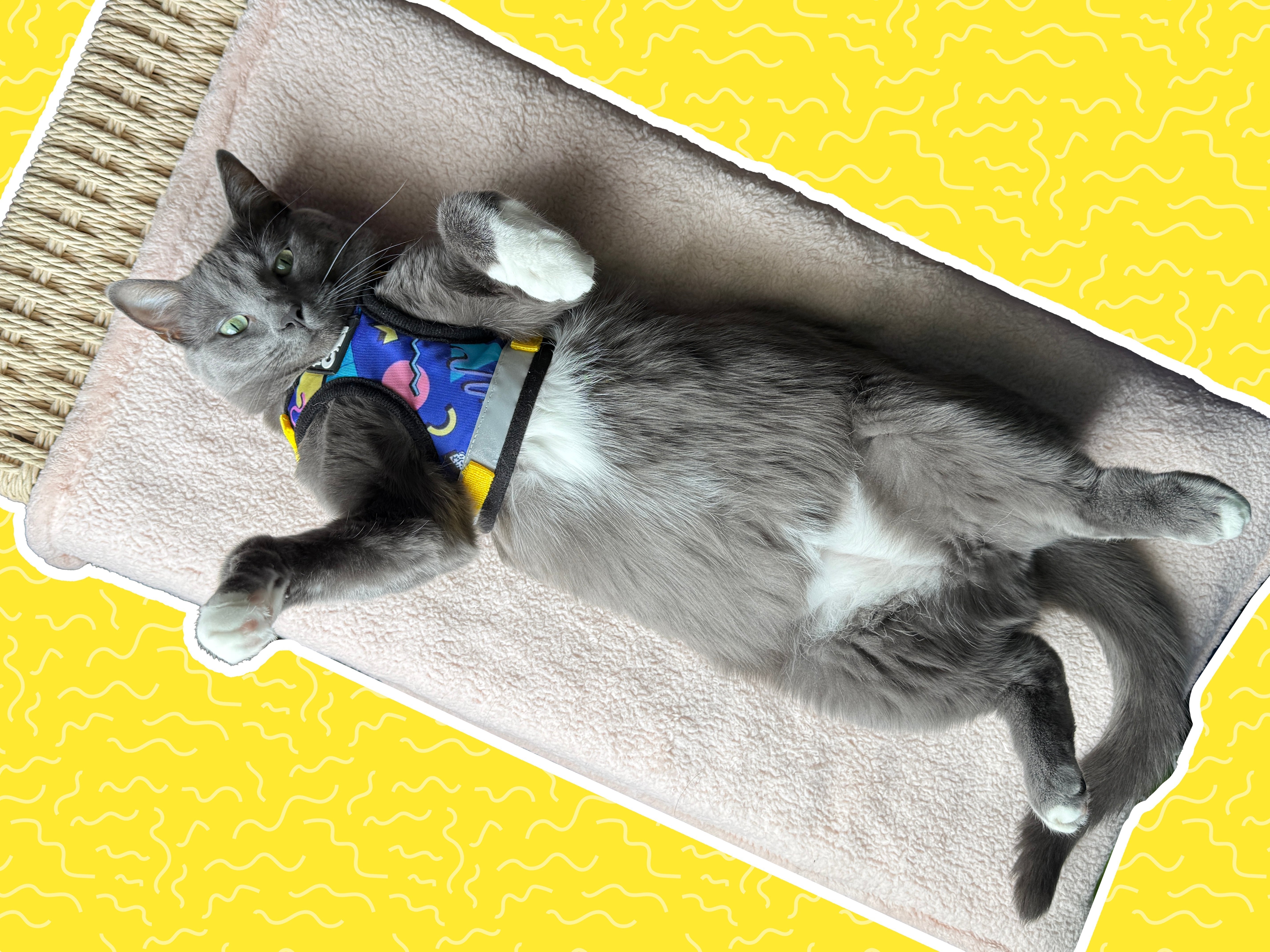 THE FLOP TALK: What to Do If Your Cat Flops Over in a Harness