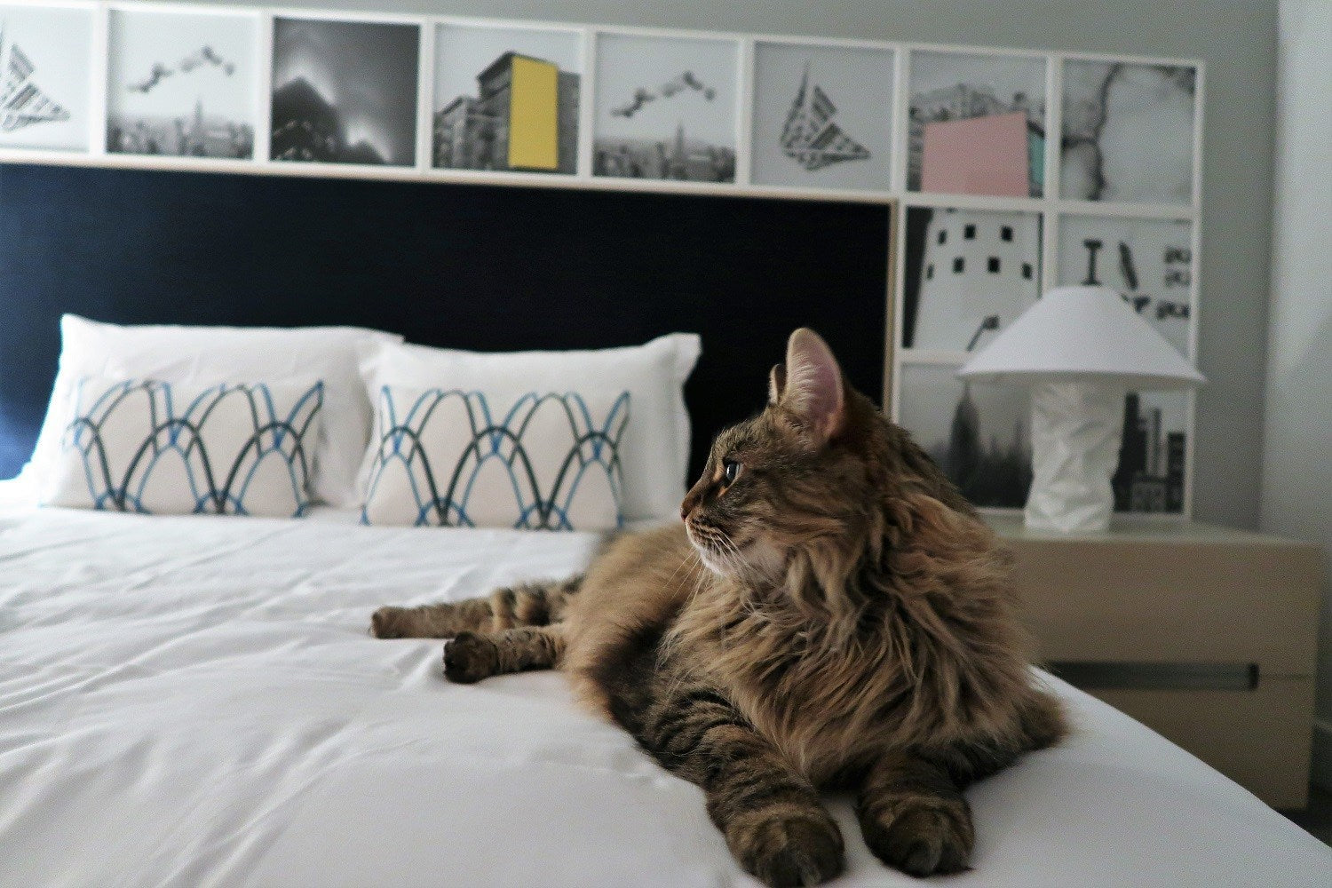 7 of the Most Cat-friendly Hotel Chains in the United States