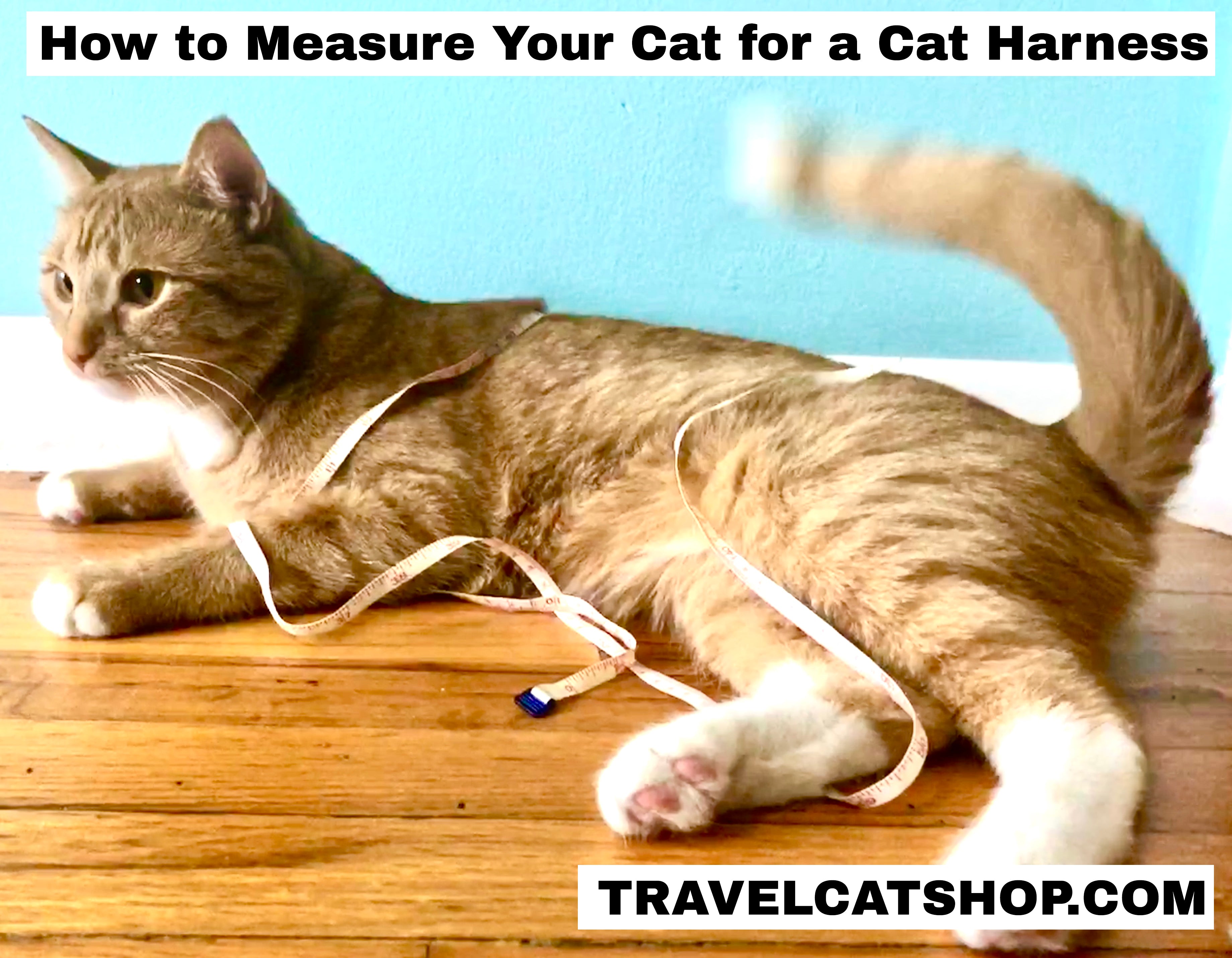 How to Measure Your Cat for a Cat Harness -- The Right Way